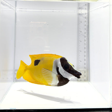 One Spot Foxface – Siganus unimaculatus