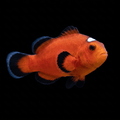 Orange Domino Clownfish