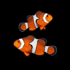 Orange Ocellaris Clownfish