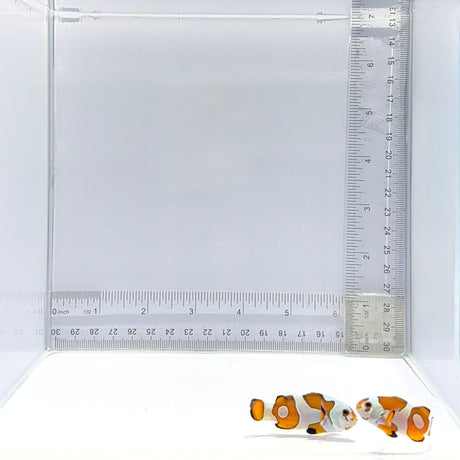 Orange Semi Storm Clownfish Pair – Amphiprion ocellaris