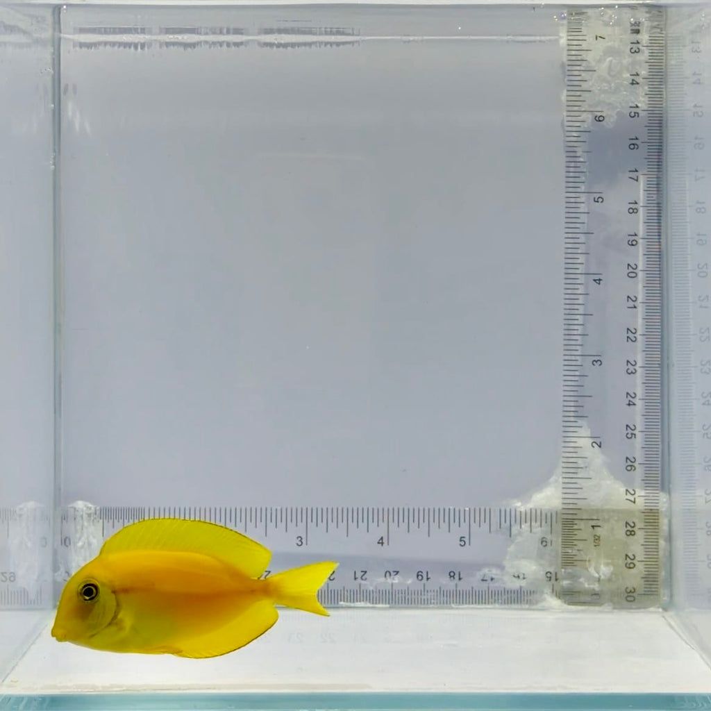 Orange Shoulder Tang