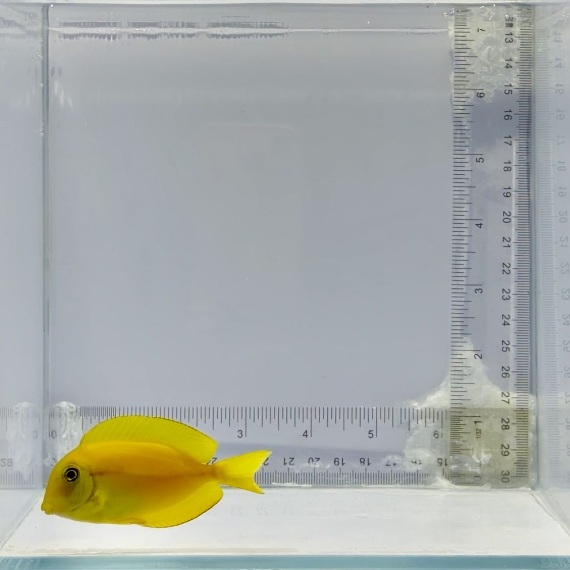 Orange Shoulder Tang