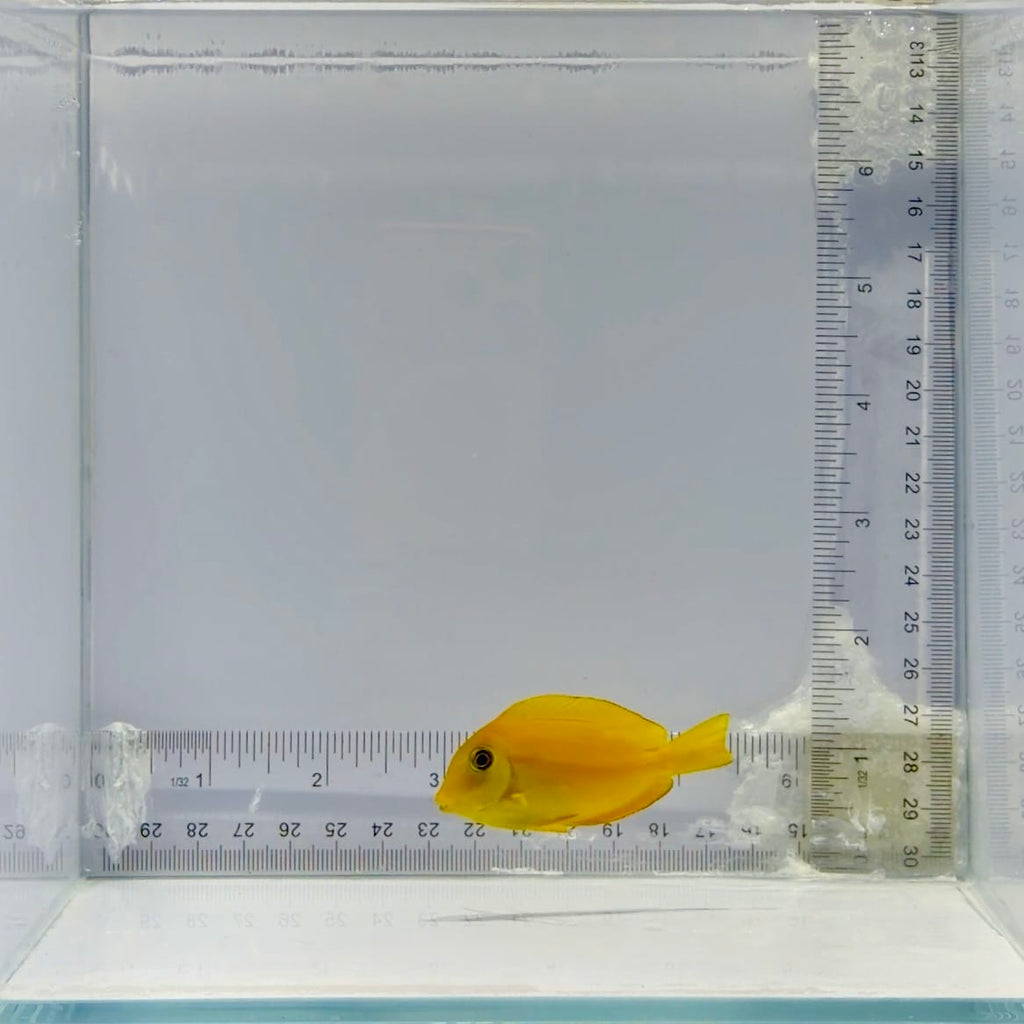 Orange Shoulder Tang