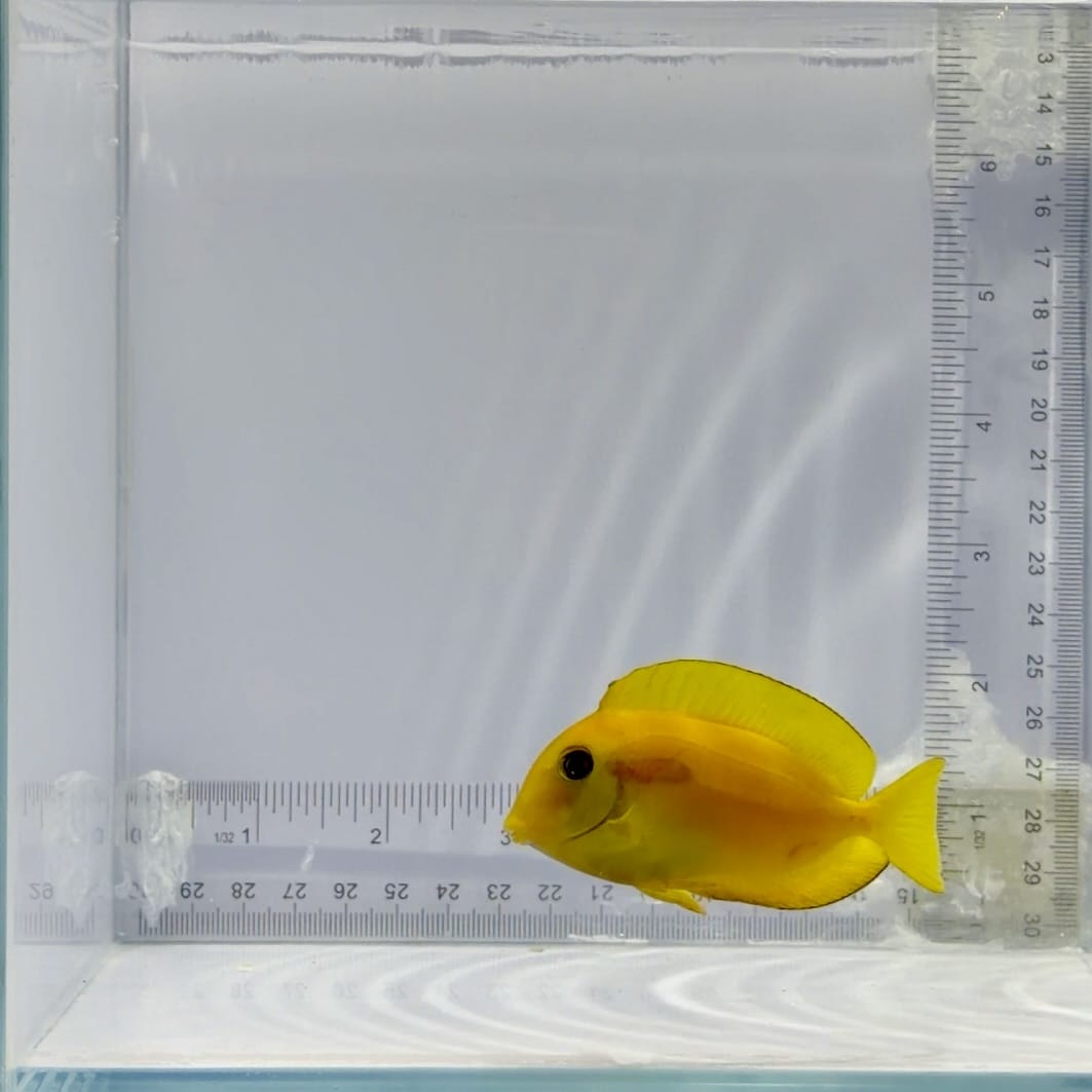 Orange Shoulder Tang