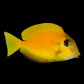 Orange Shoulder Tang - Juvenile - Acanthurus olivaceus