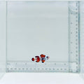 Orange Storm Clownfish