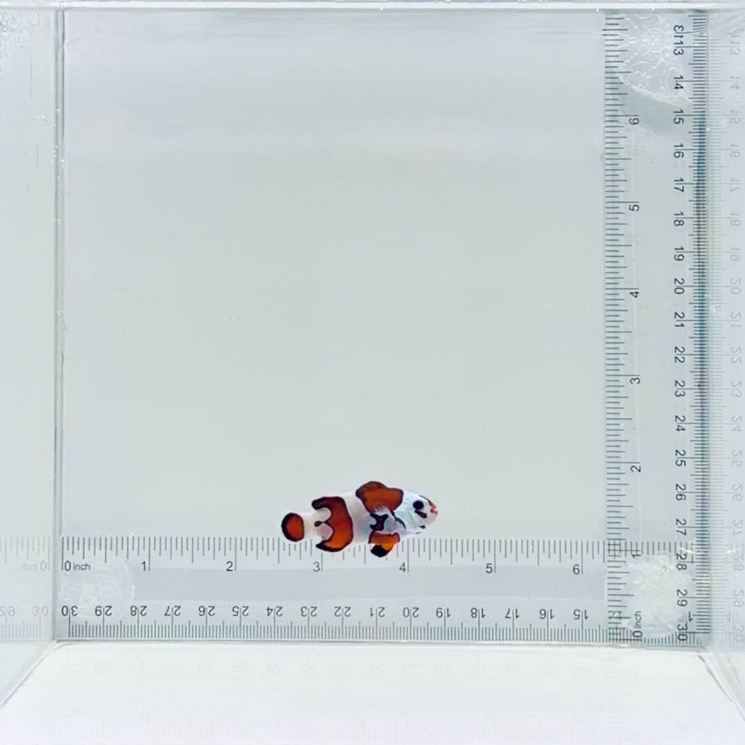 Orange Storm Clownfish