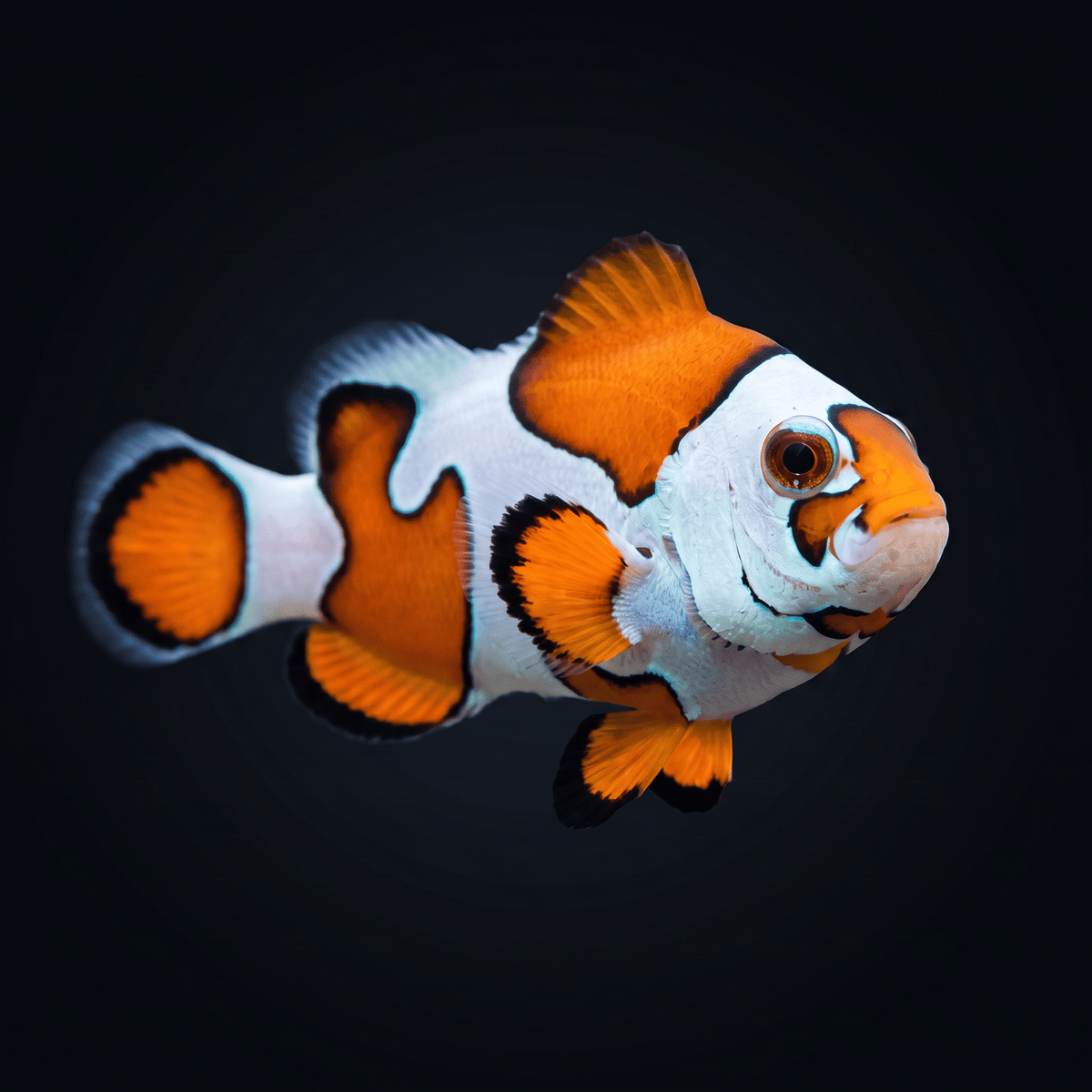 Orange Storm Clownfish