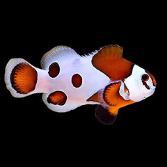 Orange Storm Clownfish — Amphiprion ocellaris