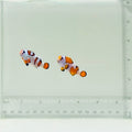 Orange Storm Clownfish Pair
