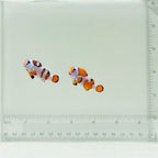 Orange Storm Clownfish Pair