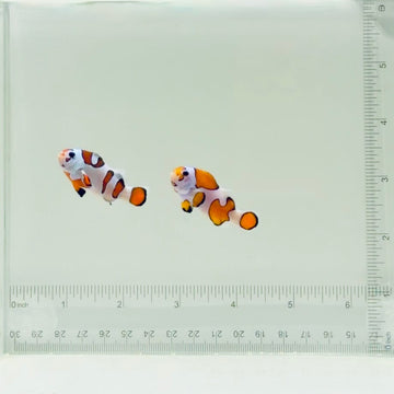 Orange Storm Clownfish Pair