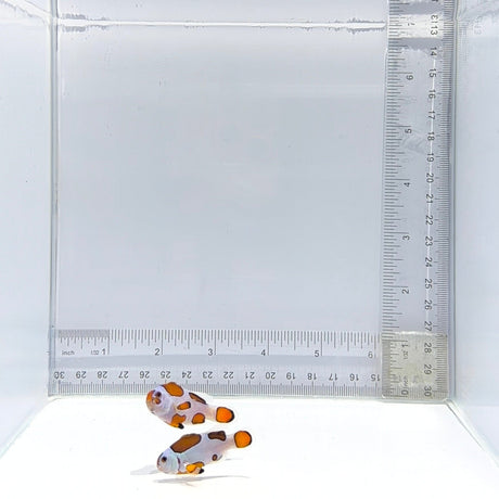 Orange Storm Clownfish Pair – Amphiprion ocellaris