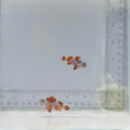 Orange Storm Clownfish Pair – Amphiprion ocellaris