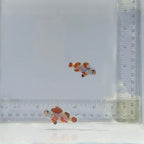 Orange Storm Clownfish Pair – Amphiprion ocellaris