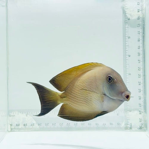 Orange Stripe Bristletooth Tang