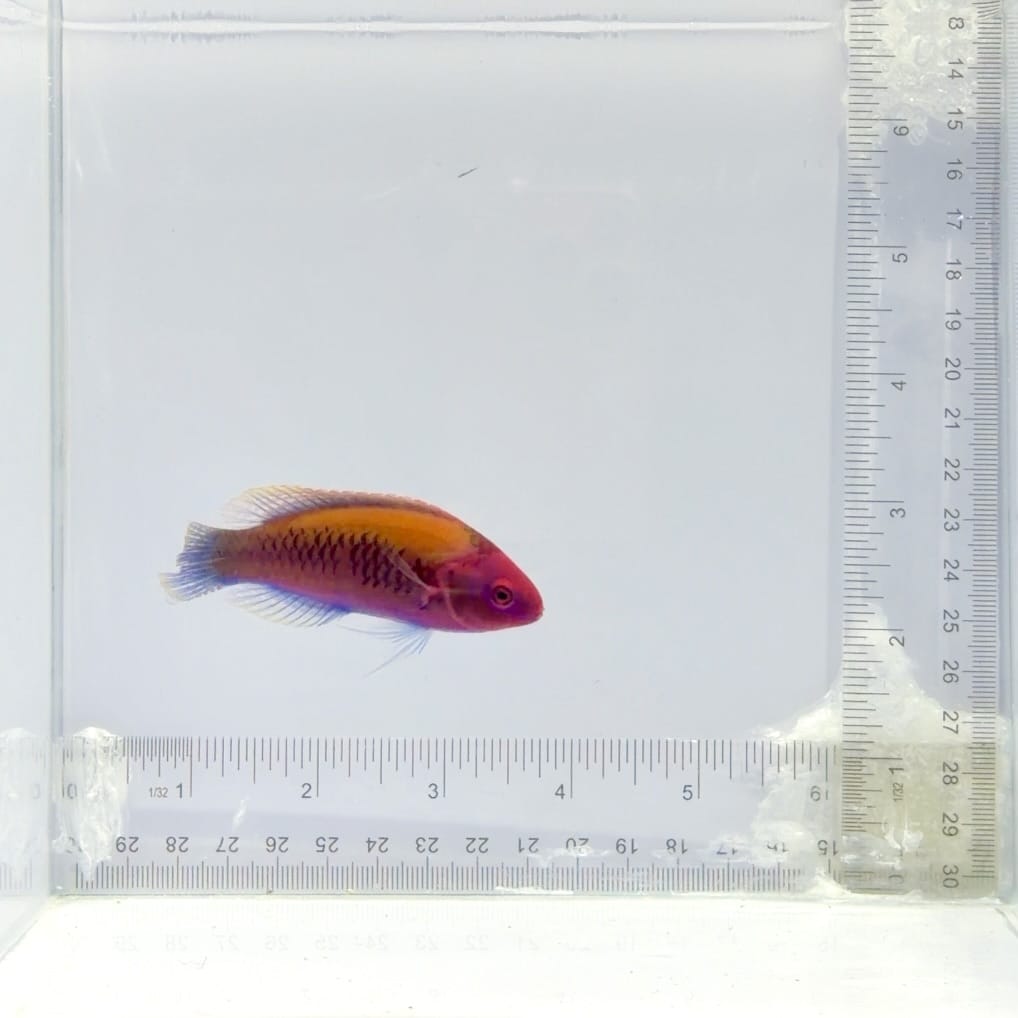 Orangeback Fairy Wrasse