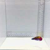 Orangeback Fairy Wrasse — Cirrhilabrus aurantidorsalis