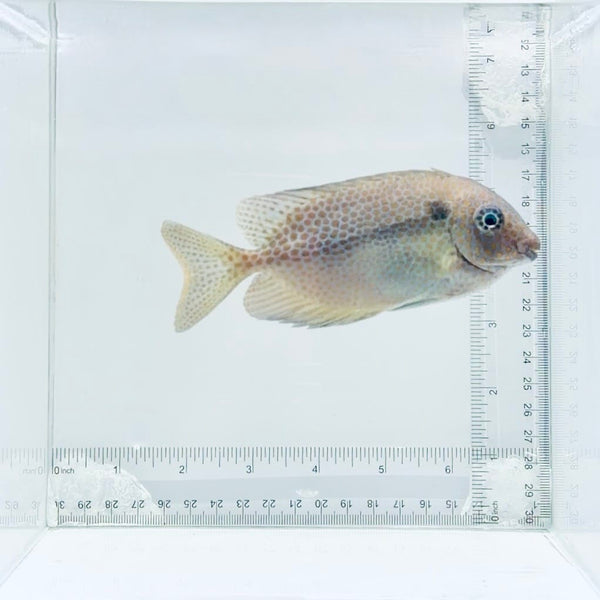 Orangespot Rabbitfish