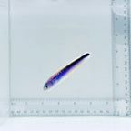 Oreni Tilefish