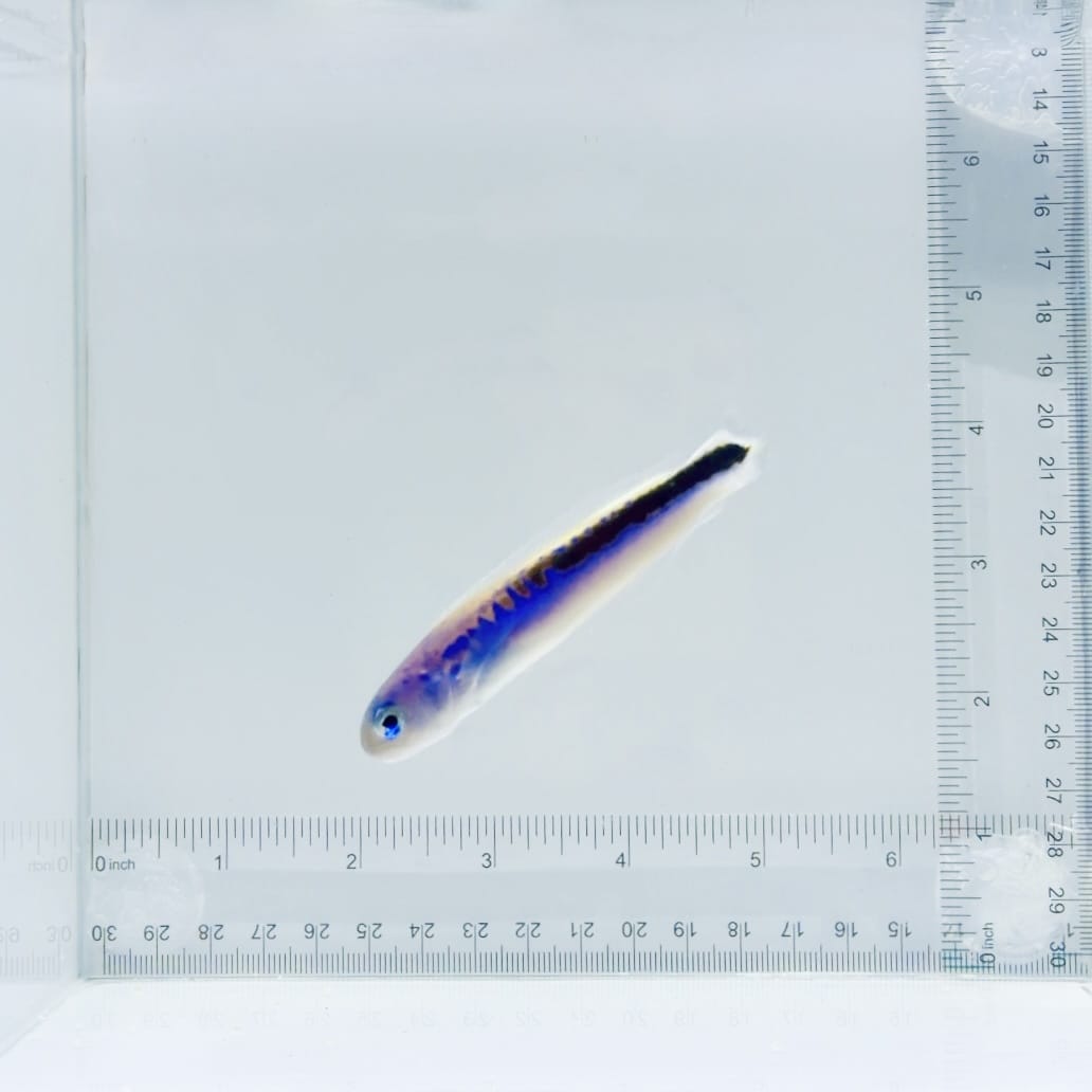 Oreni Tilefish