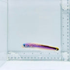 Oreni Tilefish