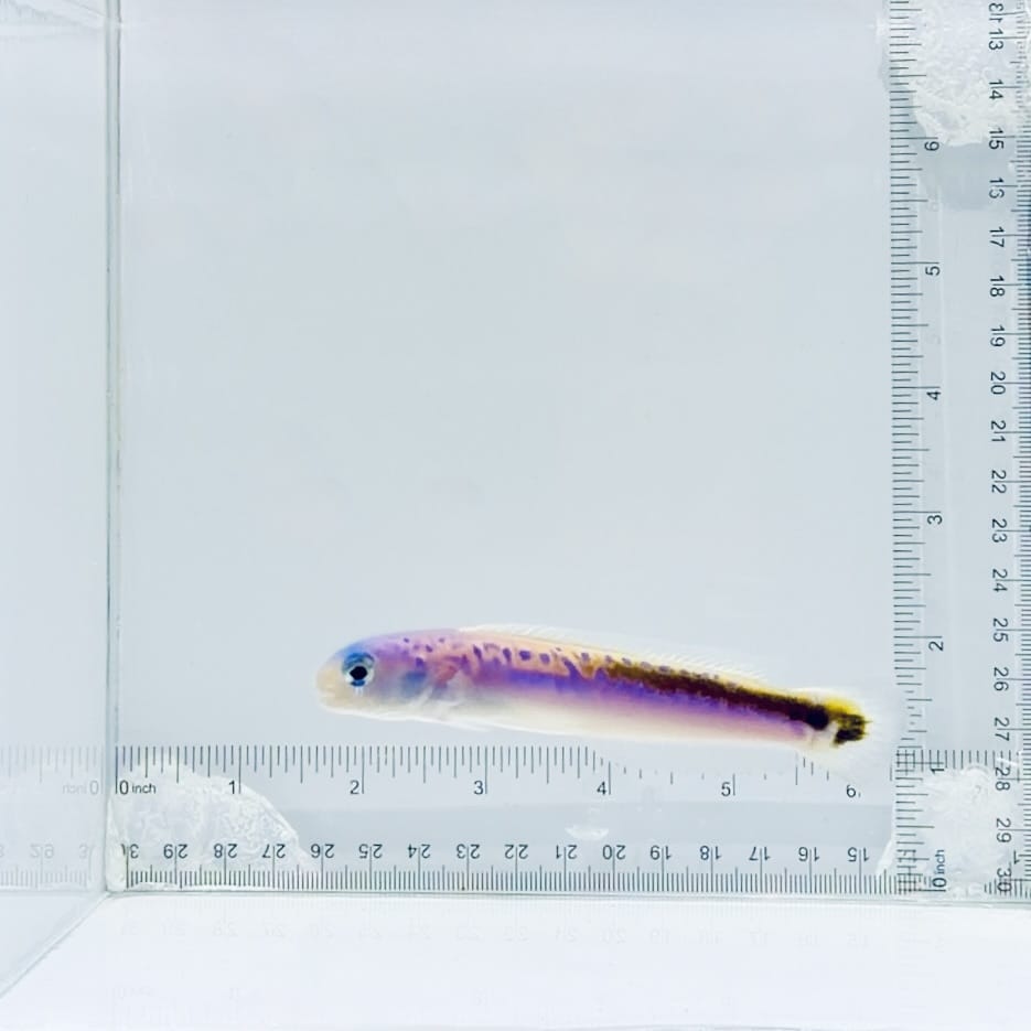 Oreni Tilefish