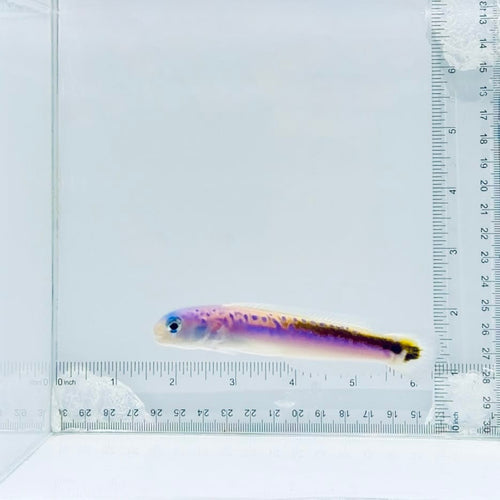 Oreni Tilefish