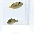 Pair Blue Jaw Triggerfish — Xanthichthys auromarginatus