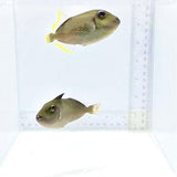 Pair Blue Jaw Triggerfish — Xanthichthys auromarginatus
