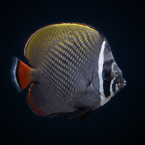 Pakistan Butterflyfish