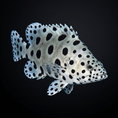 Panther Grouper