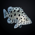 Panther Grouper