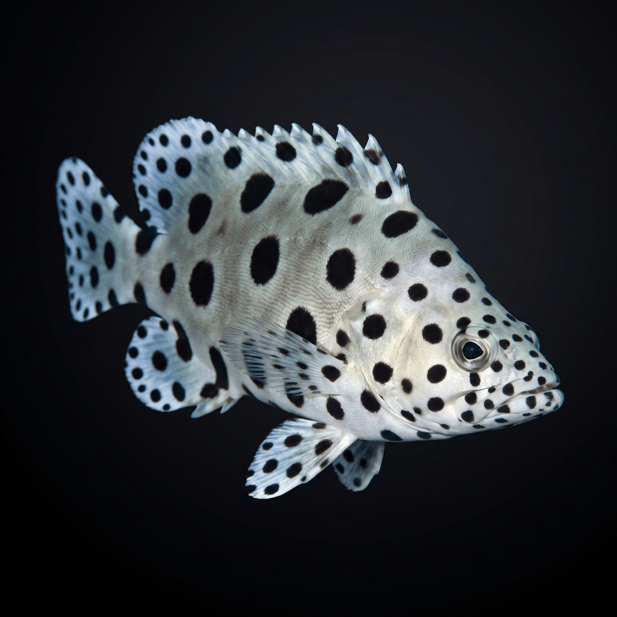 Panther Grouper