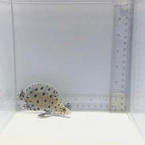 Panther Grouper — Cromileptes altivelis