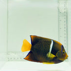 Passer Angelfish