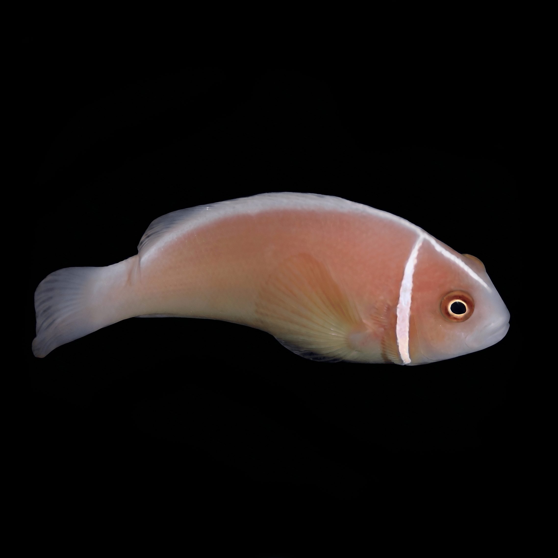 Pink Skunk Clownfish - Amphiprion perideraion