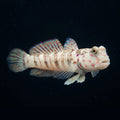 Pink Spotted Watchman Goby