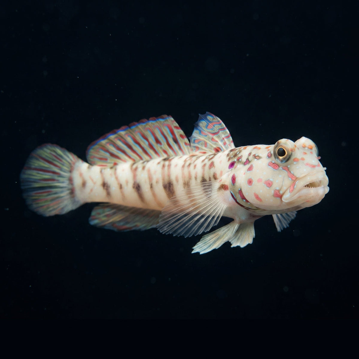 Pink Spotted Watchman Goby