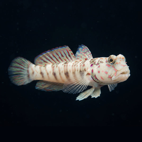 Pink Spotted Watchman Goby