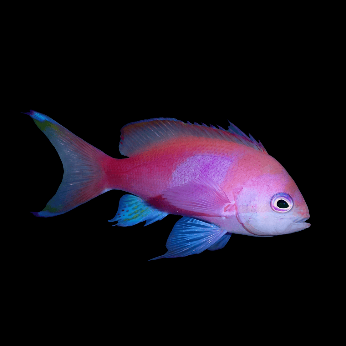 Pink Square Anthias - Male- Pseudanthias pleurotaenia Large