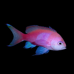 Pink Square Anthias - Male- Pseudanthias pleurotaenia Large