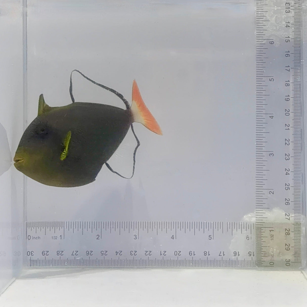 Pinktail Triggerfish