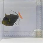 Pinktail Triggerfish