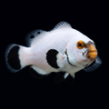 Platinum Clownfish