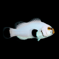 Platinum Clownfish — Amphiprion percula