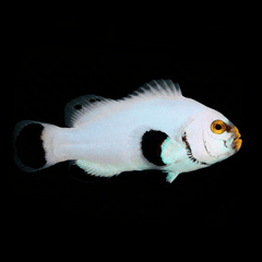 Platinum Clownfish — Amphiprion percula