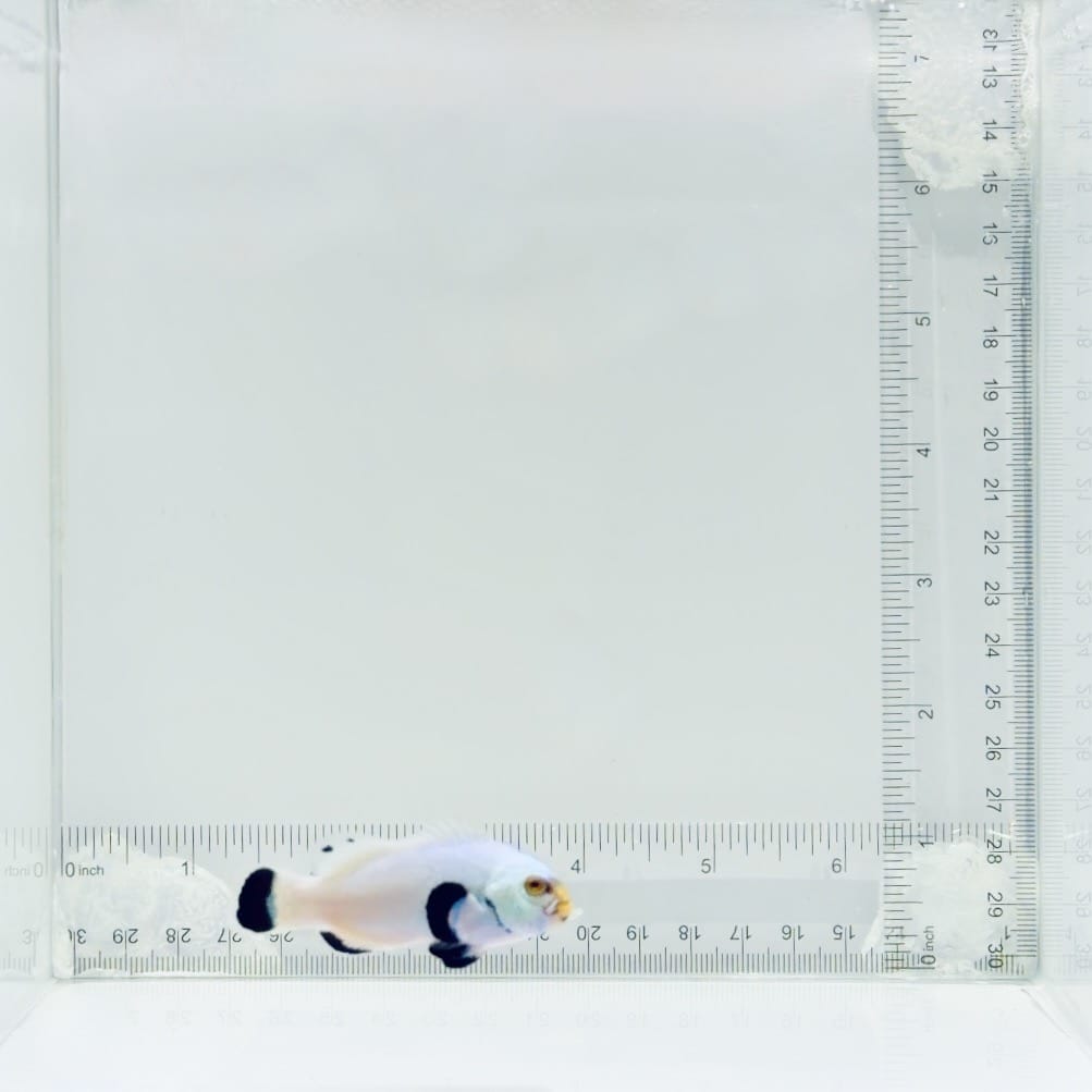 Platinum Percula Clownfish