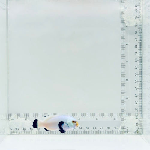 Platinum Percula Clownfish