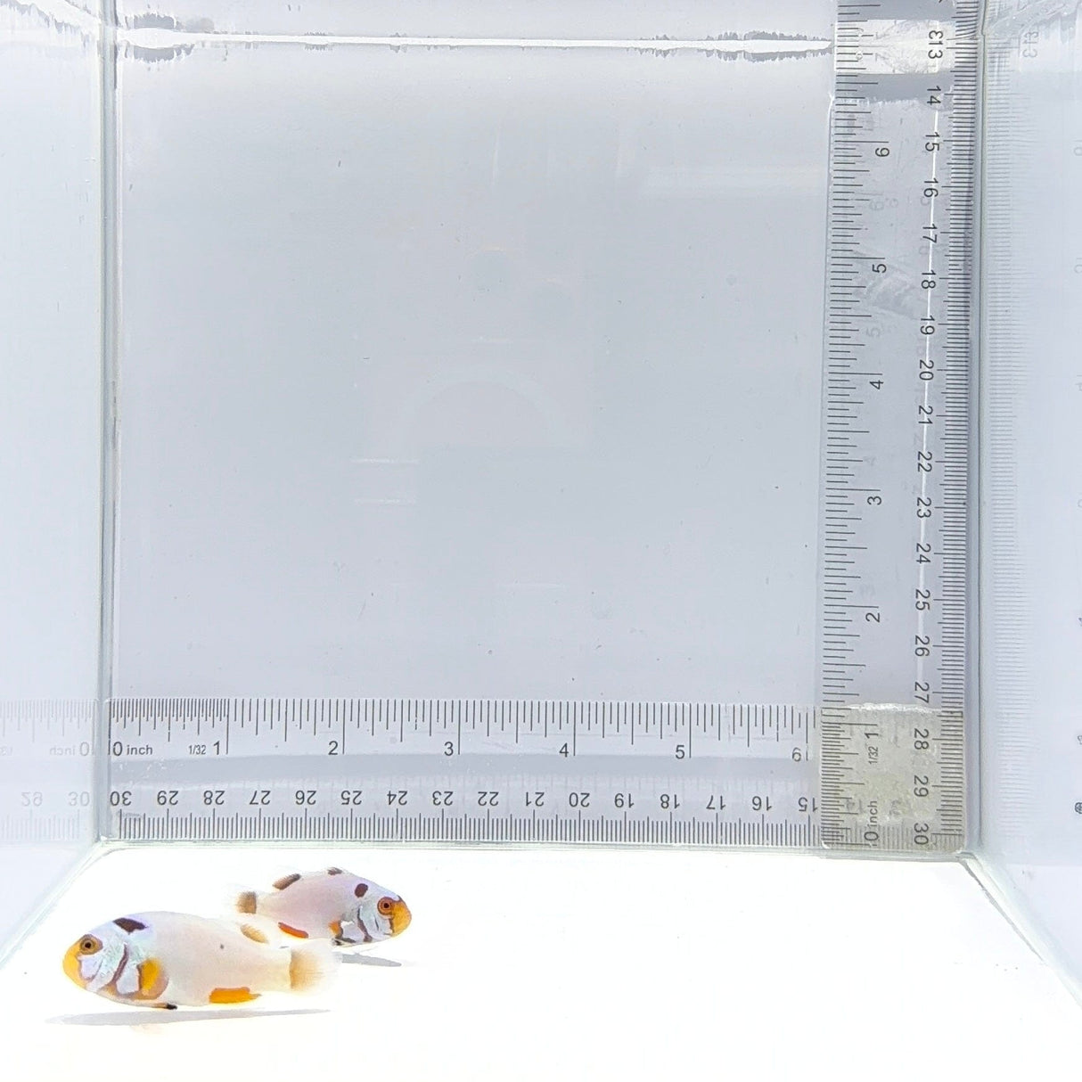 Platinum Percula Clownfish Pair – Amphiprion percula